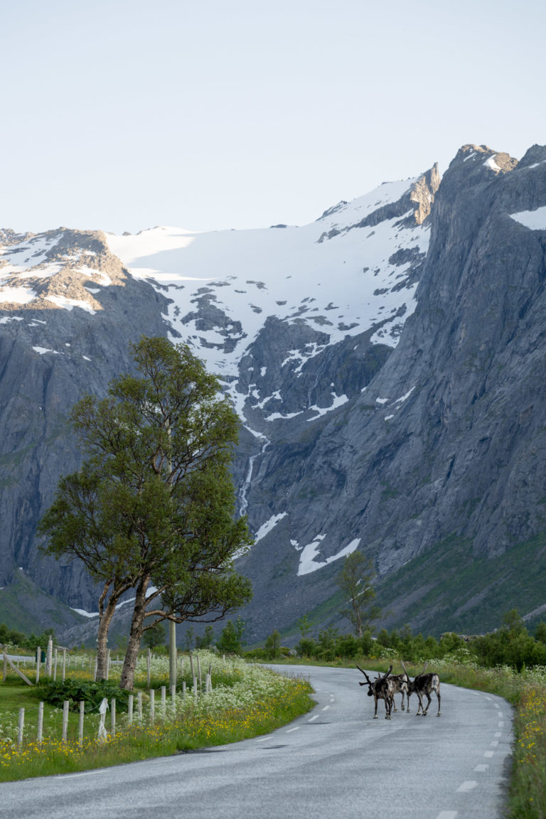 Midnight sun streaming between towering peaks. Oh, and reindeer too. © Marie Nystad Helgesen